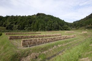 お米を育てる田んぼ